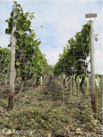rows of vines on hillside