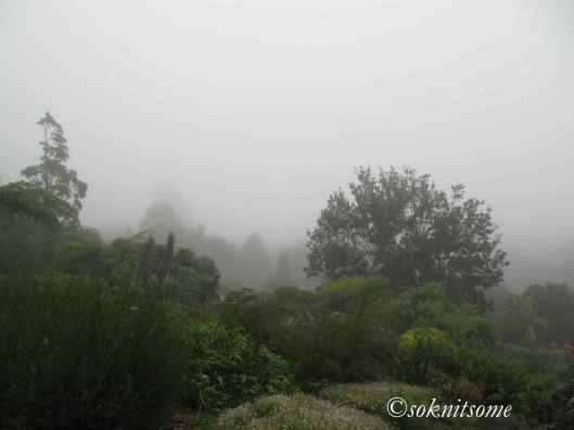 trees in mist